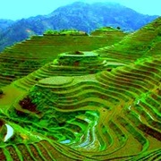 Trek Rice Fields in the Phillipines