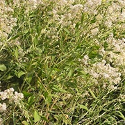 Perennial Pepperweed (Lepidium Latifolium)