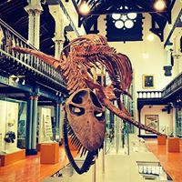 Hunterian Museum and Art Gallery