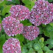 Love-Restorer (Sedum Anacampseros)