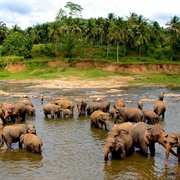 Pinnawala, Sri Lanka