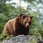 Which Native Animals Were Gone and Try to Come Back Again?