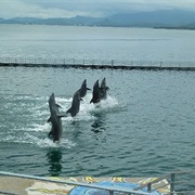 Swimming With Dolphins in Subic Bay, Philippines