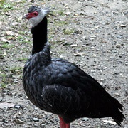 Northern Screamer