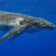 Whale