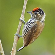 White-Barred Piculet (Picumnus Cirratus)