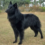 Belgian Sheepdog