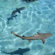 Coki Point Beach, St. Thomas