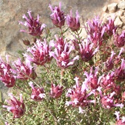 Thymus Moroderi