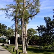 Bermuda Botanical Gardens