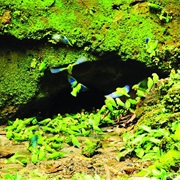 Yasuni National Park
