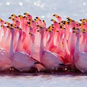 A Stand of Flamingos