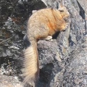 Viscacha