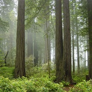Redwood National Park, United States