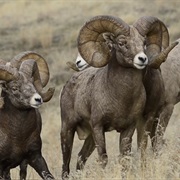 Wild Sheep