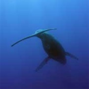 Humpback Whales, Hawaii