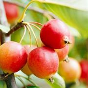 Crabapple