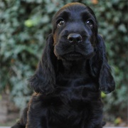 Get a Black Cocker Spaniel
