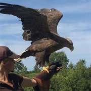 Eagleworld Danmark Jylland Ørnereservat