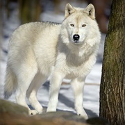 Northern White Wolf