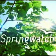 Springwatch