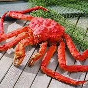 King Crab