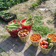 Harvest a Garden