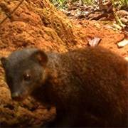 Pousargues's Mongoose