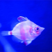 MacDuff Marine Aquarium