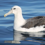 White-Capped Albatross