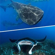 Swim With Something Big