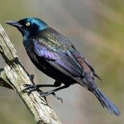 Grackle