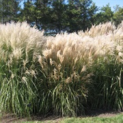 Miscanthus