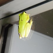 Tree Frog