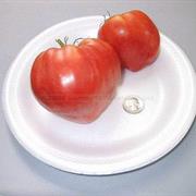 Ukrainian Heart (O'Neill Strain)