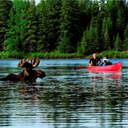 Moose Spotting in Algonquin Park, ON