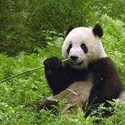 Foping Giant Panda Tracking