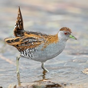 Baillon's Crake