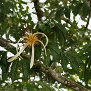Malabar Chestnut (Pachira Aquatica)
