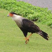 Crested Caracara