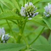 Blue Fenugreek (Trigonella Caerulea)