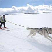 Try Skijoring