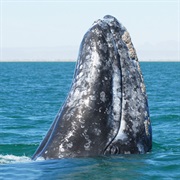 Grey Whale