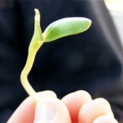 Sunflower Sprouts