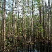 Woods Bay State Natural Area, South Carolina