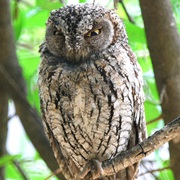 African Scops-Owl (Otus Senegalensis)