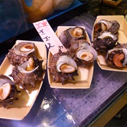 Horned Turban (Turbo Cornutus)