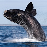 North Atlantic Right Whale
