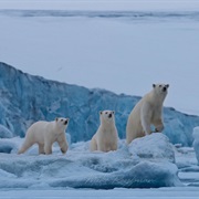 Bear Tour in Spitsbergen, Norway