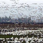 Skagit and Samish Flats, Washington